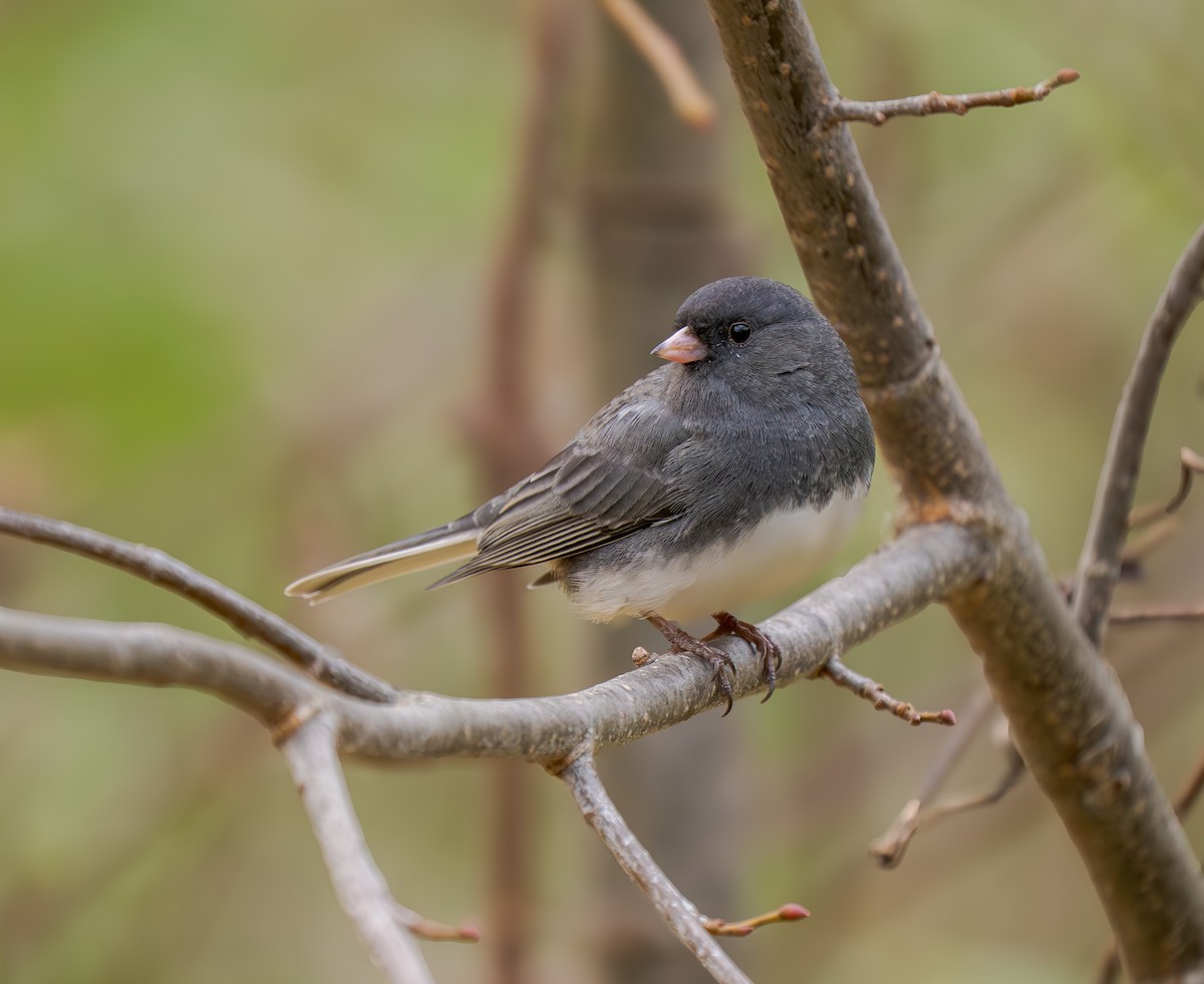Юнко сірий - ML644545531