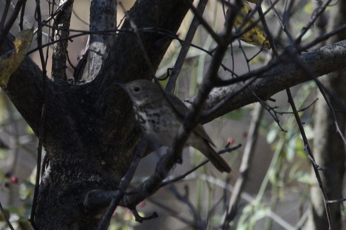 Дрізд-короткодзьоб плямистоволий - ML644545532