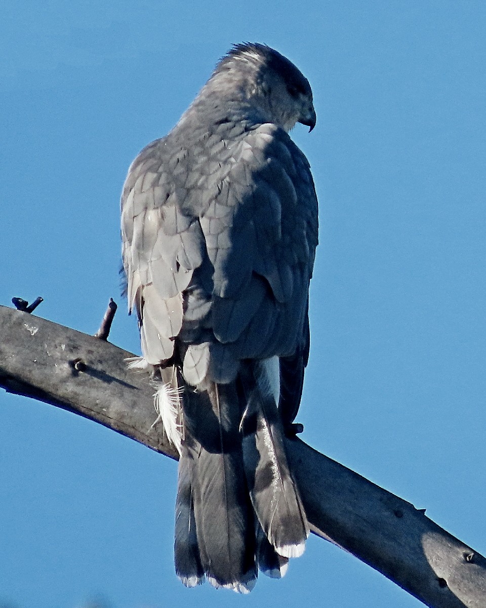 Яструб чорноголовий - ML644545533