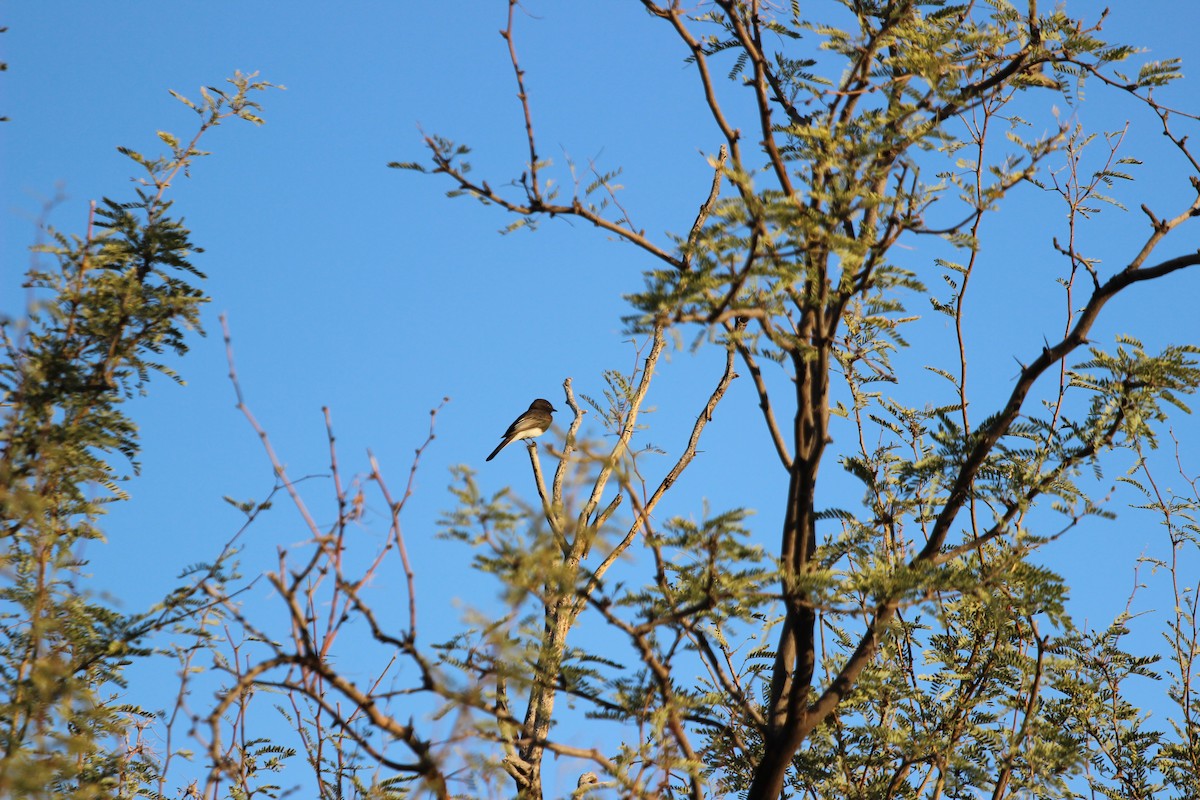 Black Phoebe - ML644545534