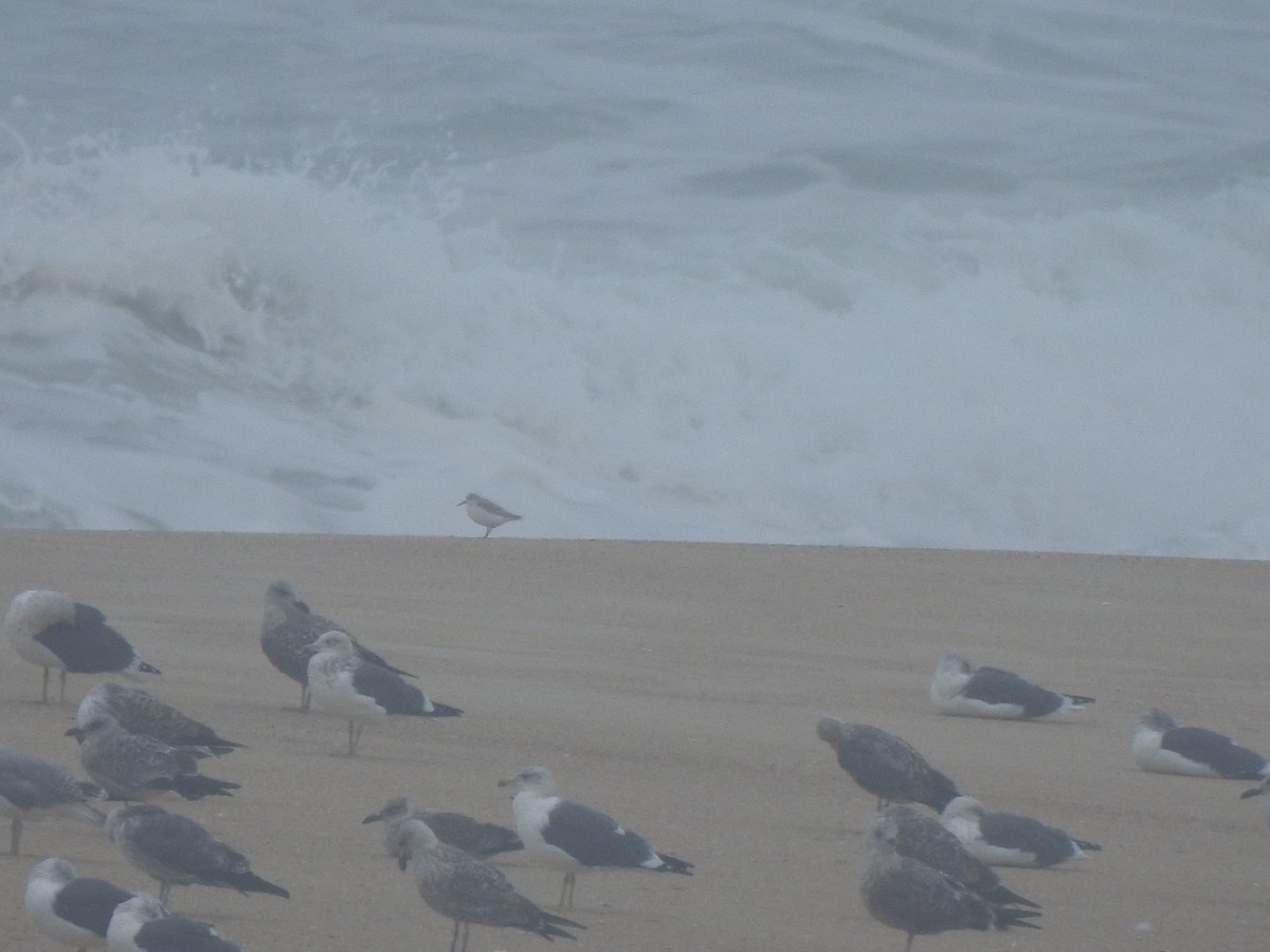 Sanderling - ML644545536