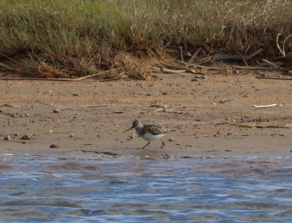 Terek Sandpiper - ML644545540