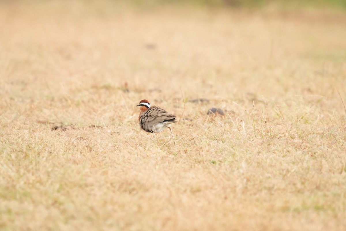 Indian Courser - ML644545544