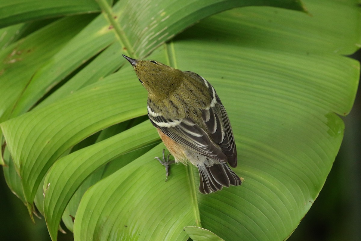 Bay-breasted Warbler - ML644545545