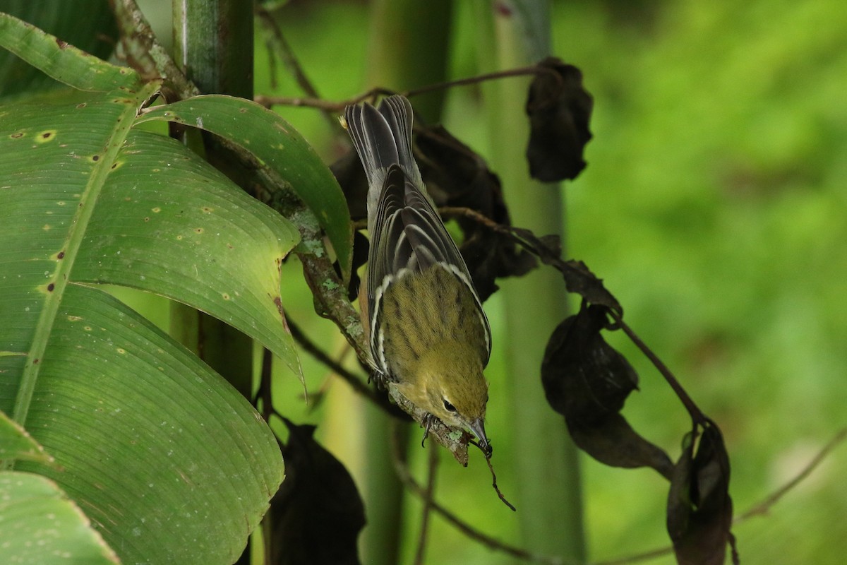 Bay-breasted Warbler - ML644545546