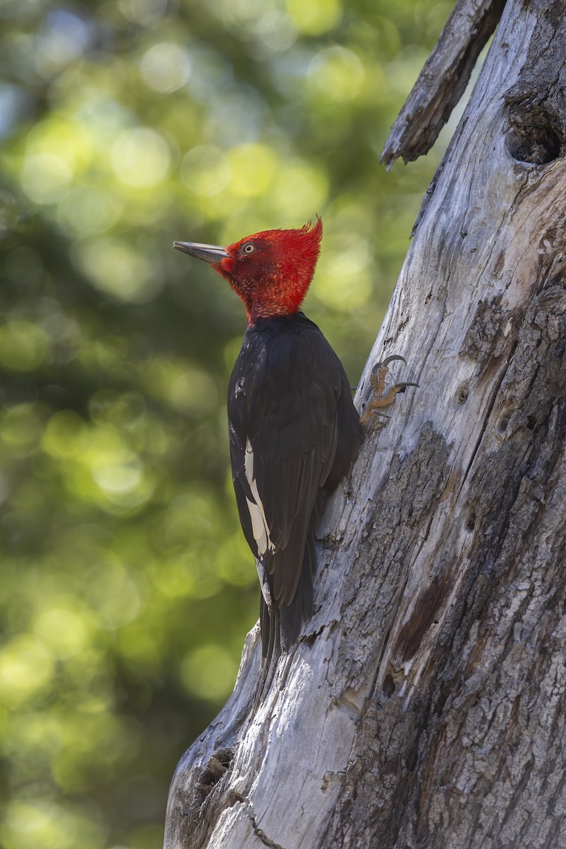 Magellanic Woodpecker - ML644545548