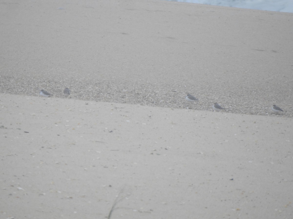 Sanderling - ML644545555