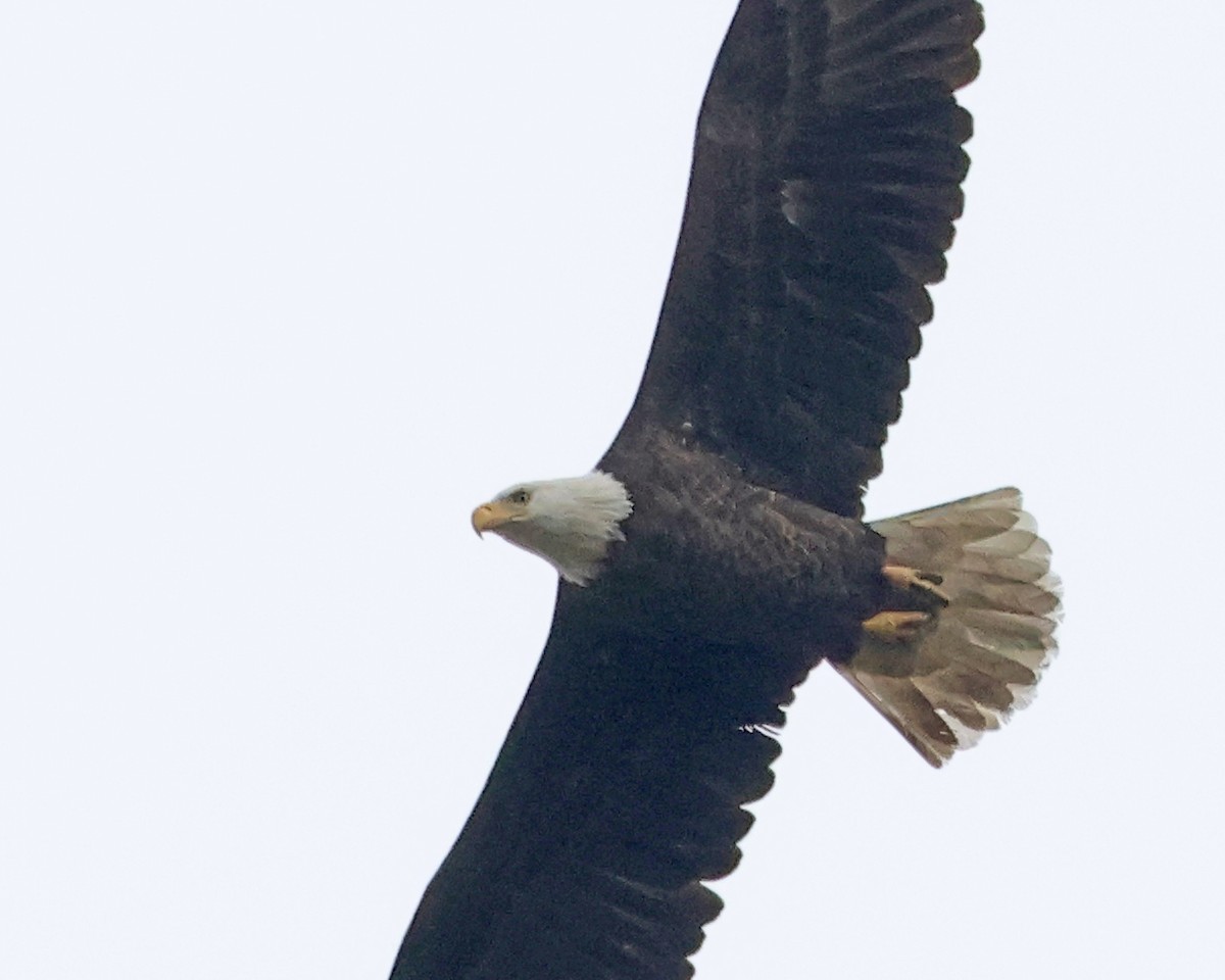 orel bělohlavý - ML644545556