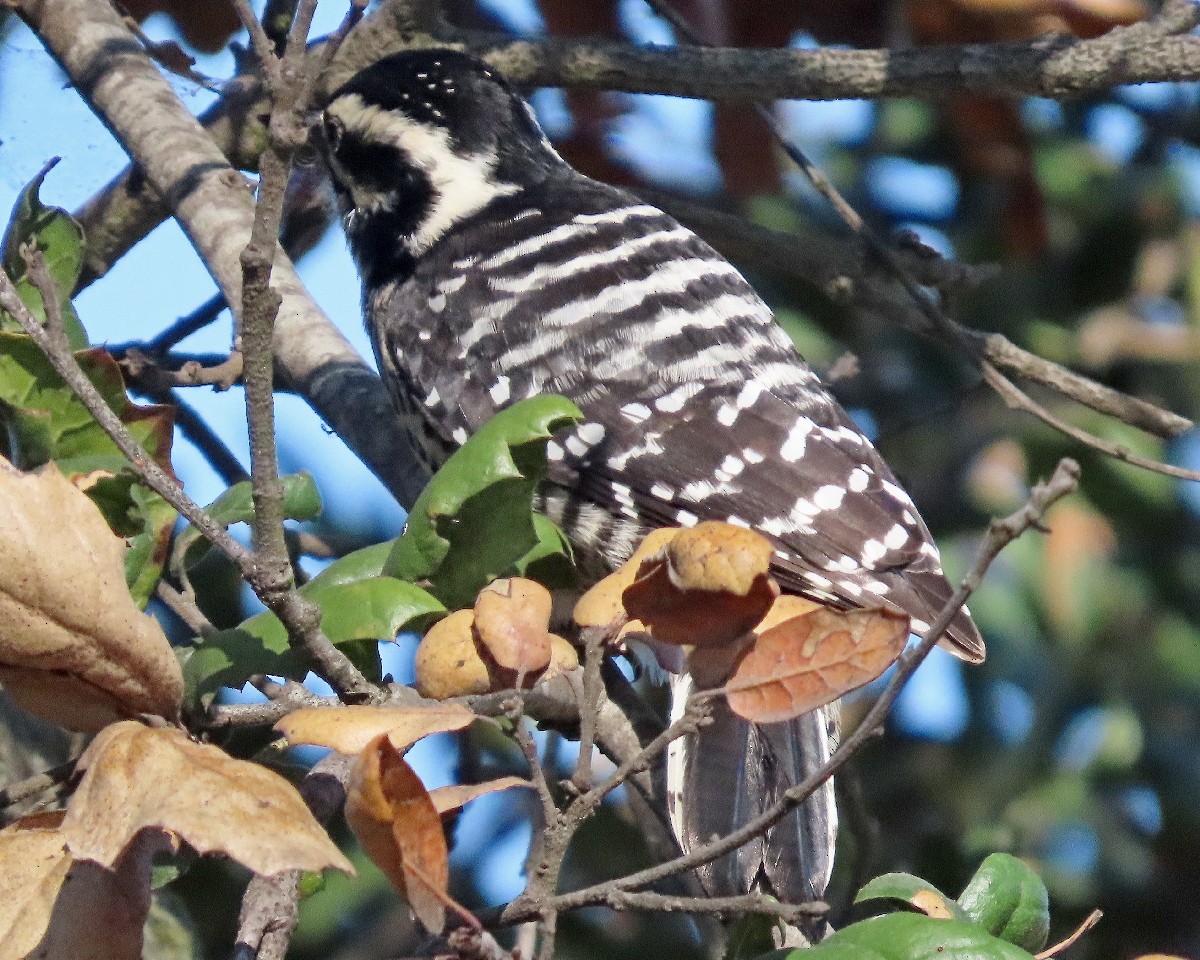 Nuttall's Woodpecker - ML644545561