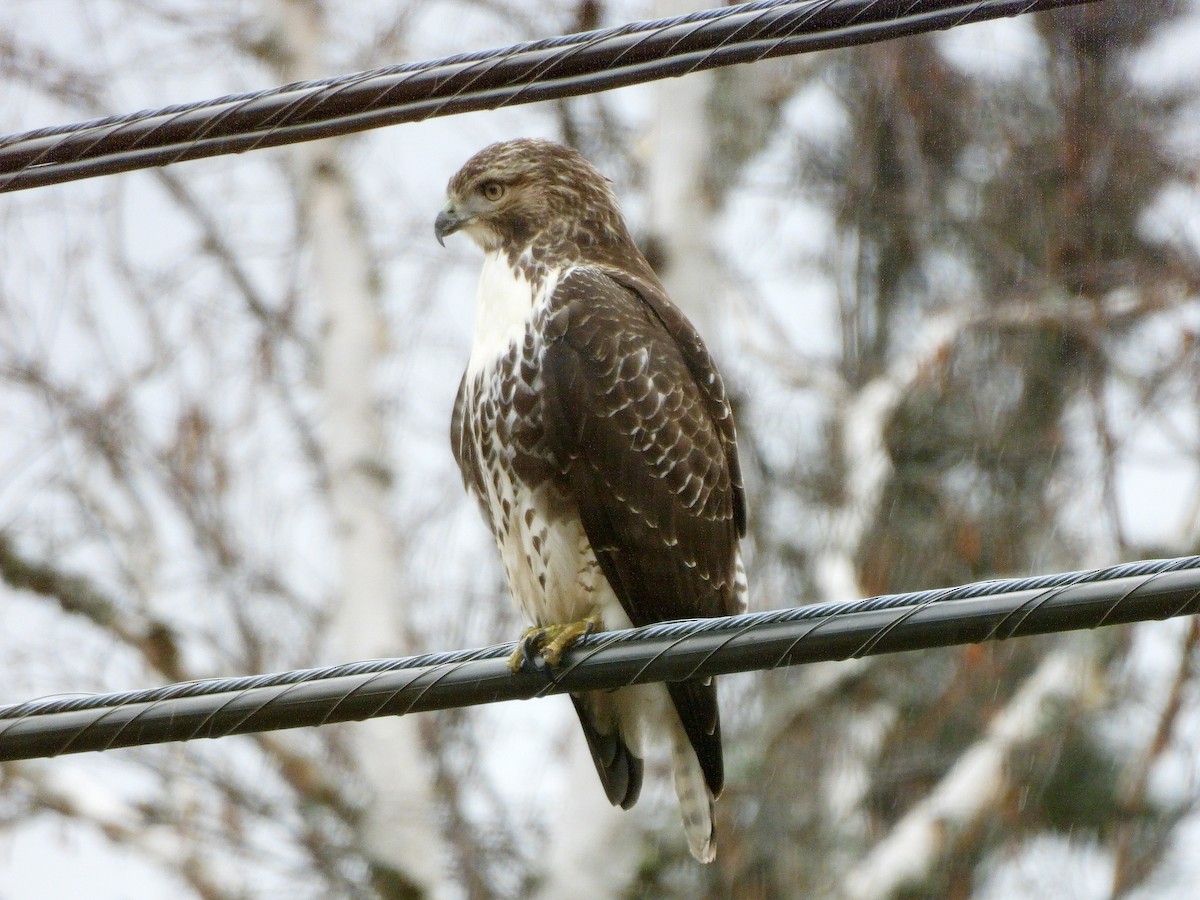 Red-tailed Hawk - ML644545564