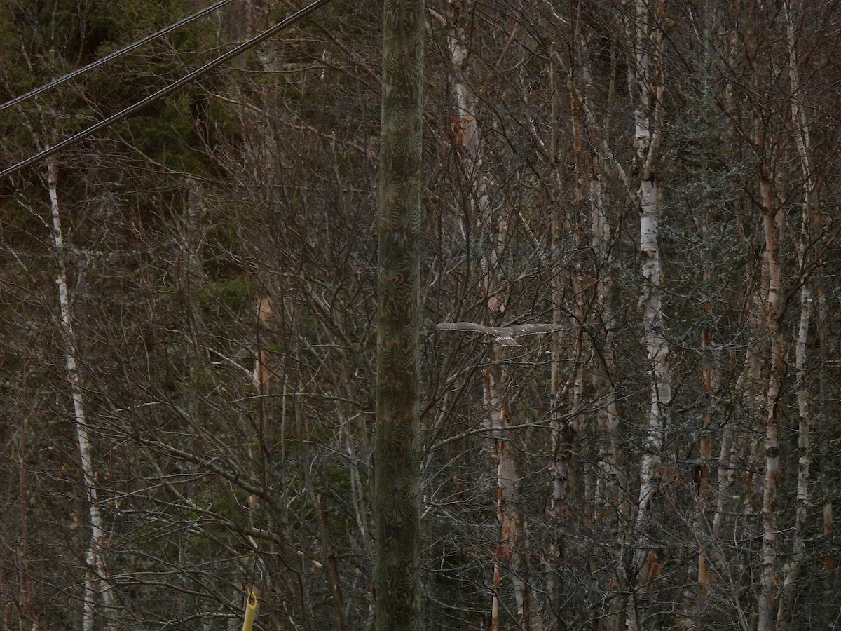 Red-tailed Hawk - ML644545565