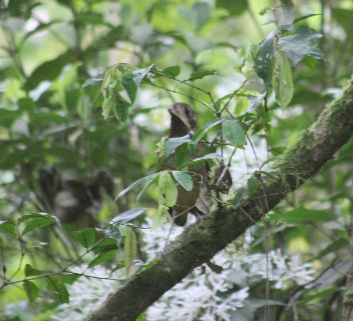 ジアリドリ - ML644545571