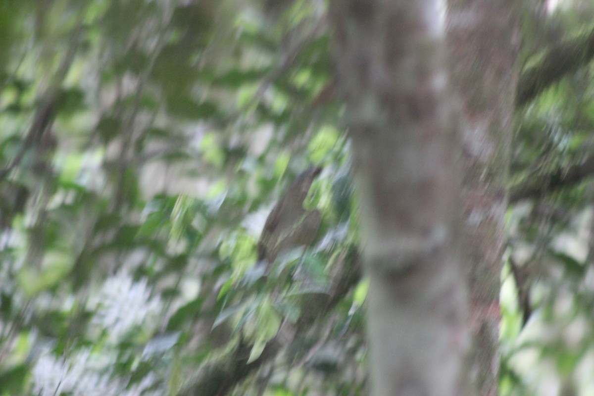 ジアリドリ - ML644545572