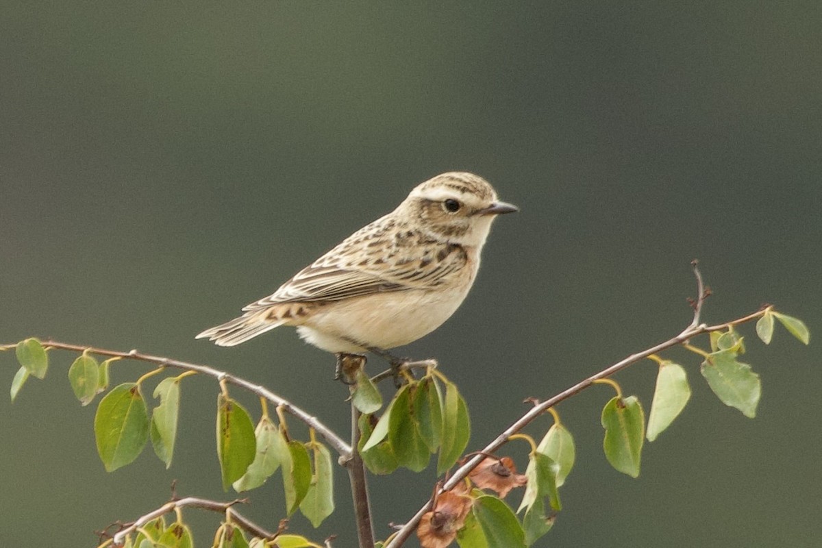 Tarier des prés - ML644545577