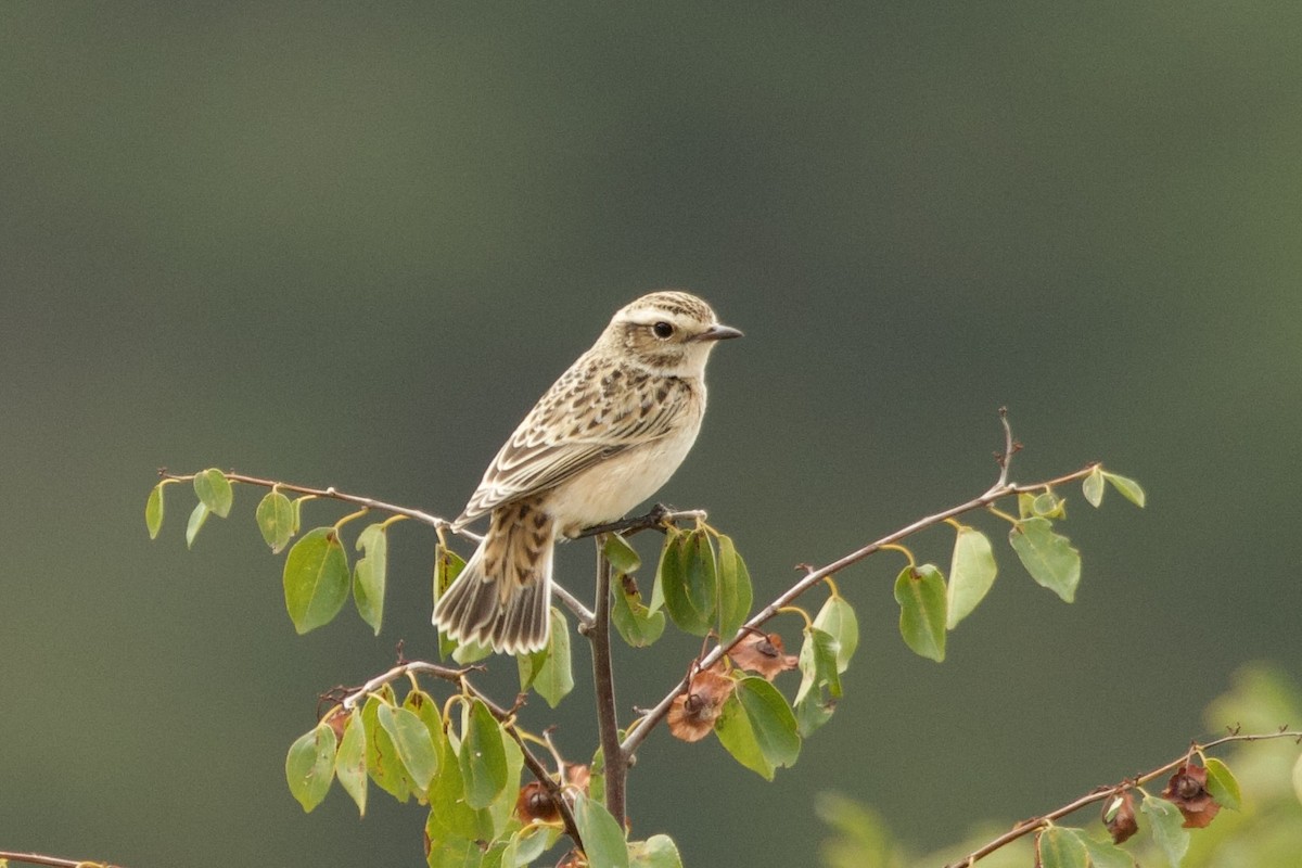 Tarier des prés - ML644545578