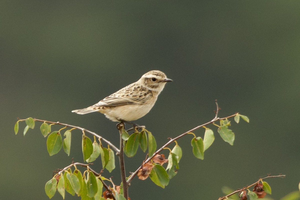 Tarier des prés - ML644545579