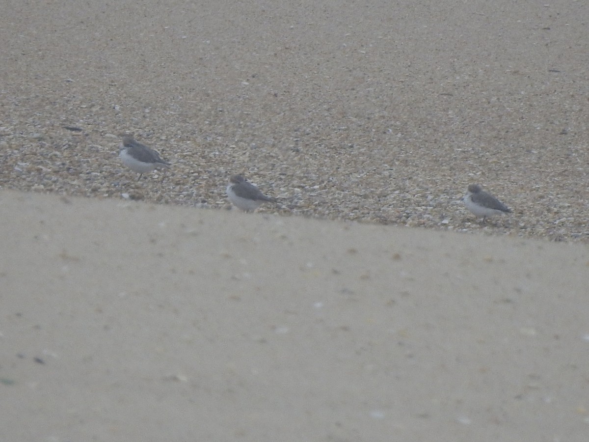 Sanderling - ML644545581