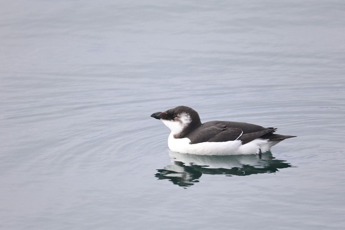 Razorbill - ML644545582