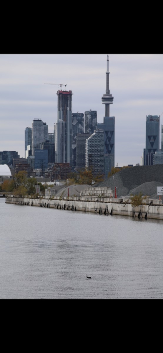 Razorbill - ML644545583