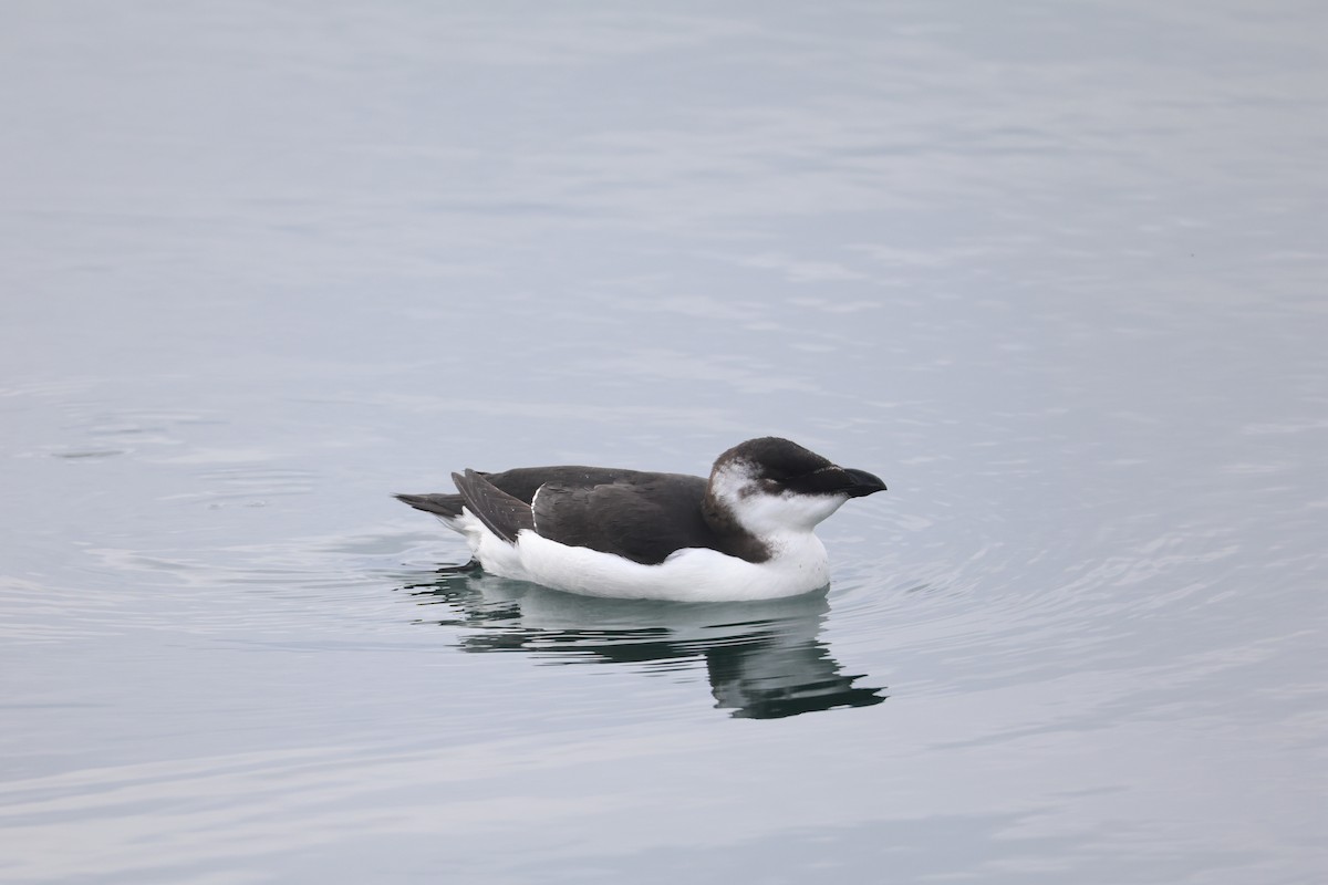 Razorbill - ML644545584