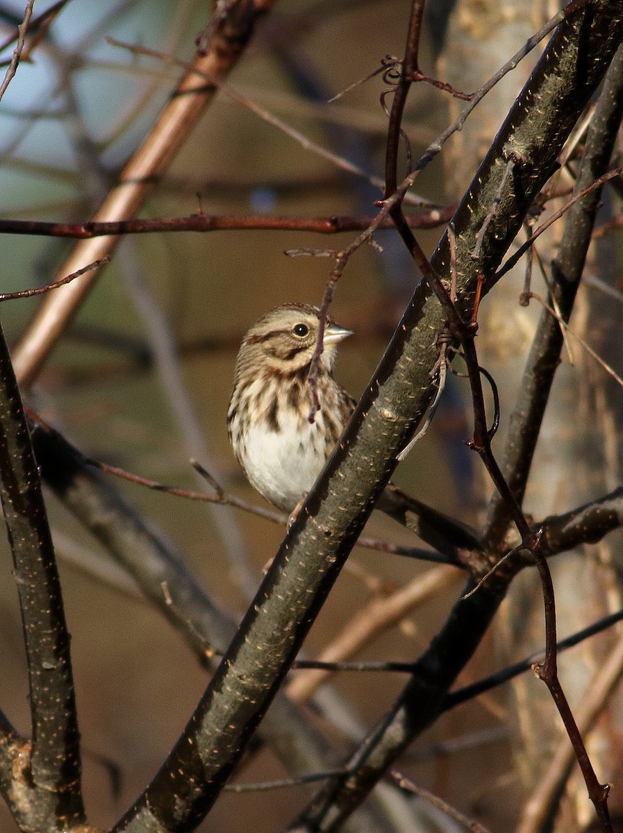Song Sparrow - ML644545588