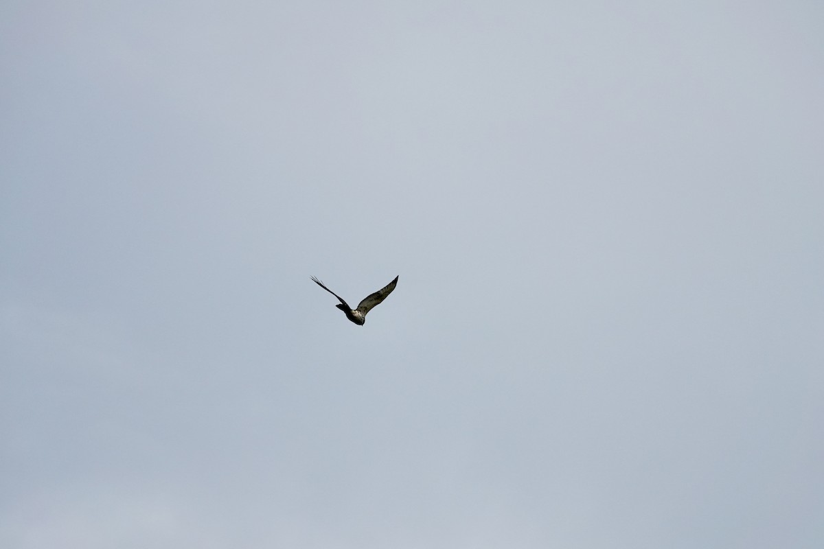 Busardo Aliancho - ML644545590