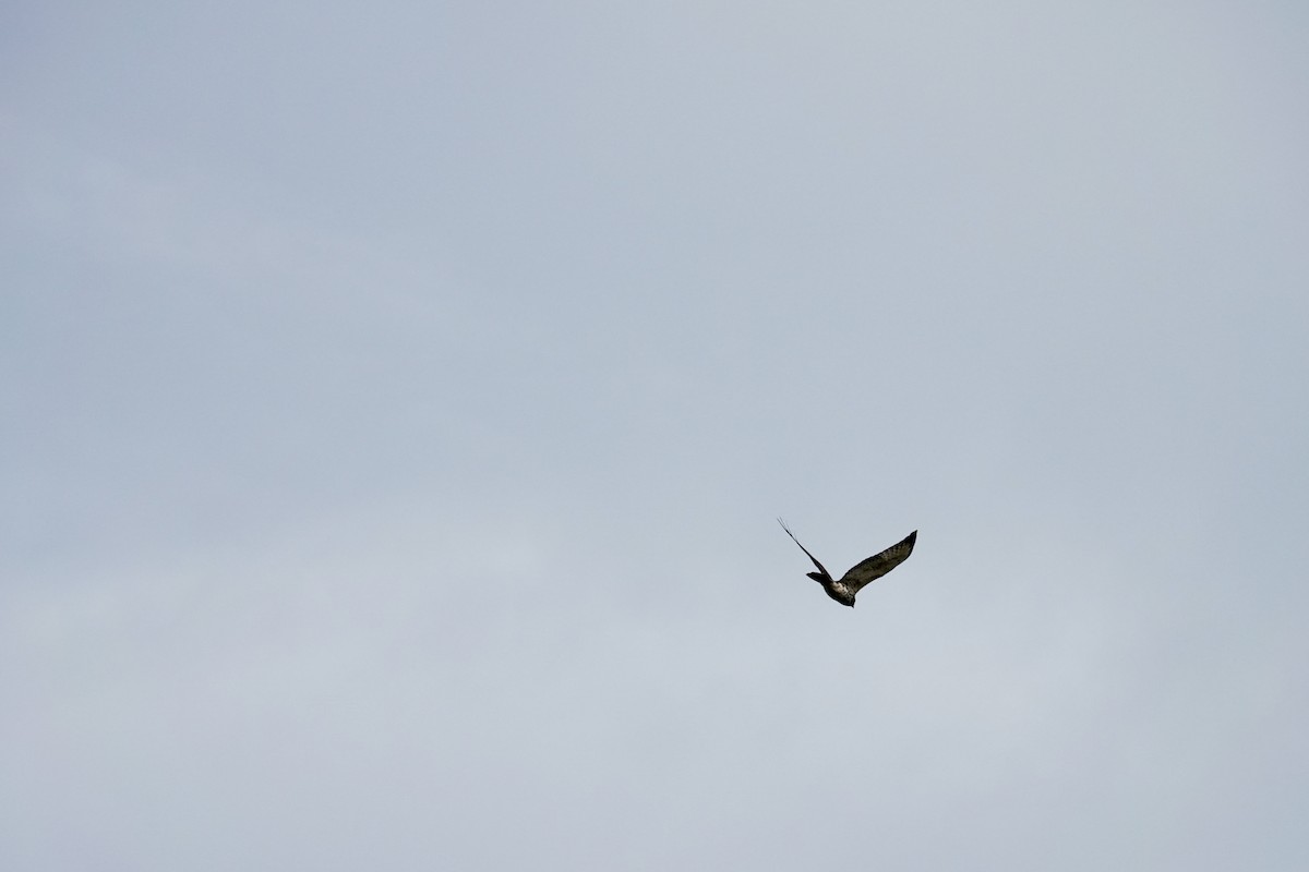 Busardo Aliancho - ML644545591