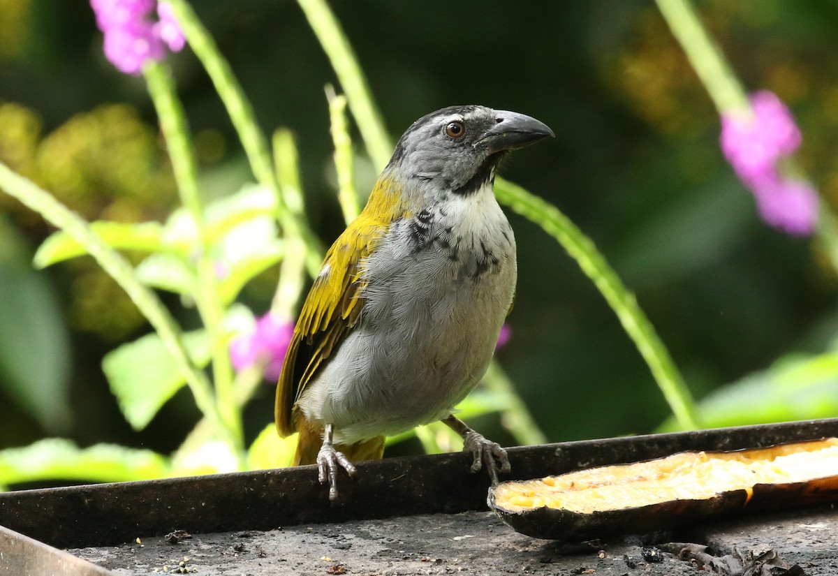 Black-headed Saltator - ML644545592