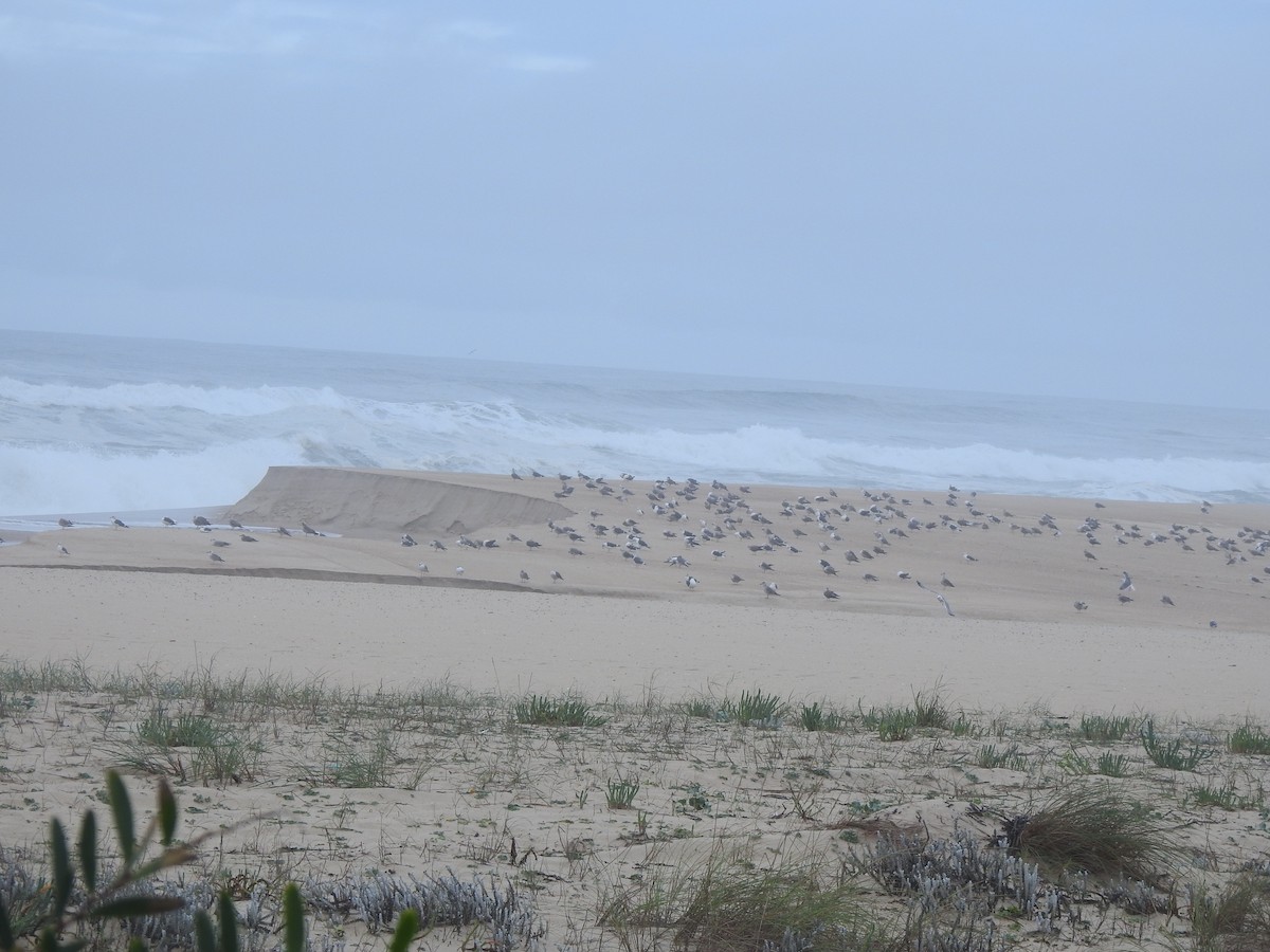 Yellow-legged/Lesser Black-backed Gull - ML644545595