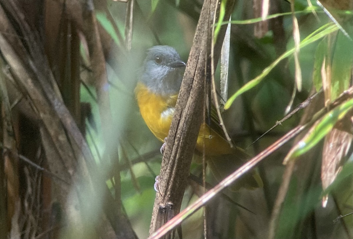 カンムリフウキンチョウ - ML644545596