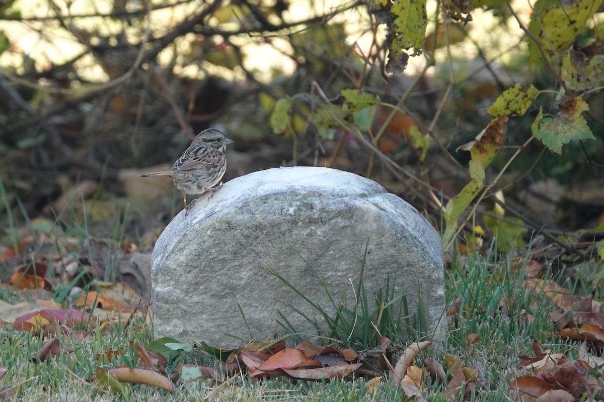 קיכלי נודד - ML644545600