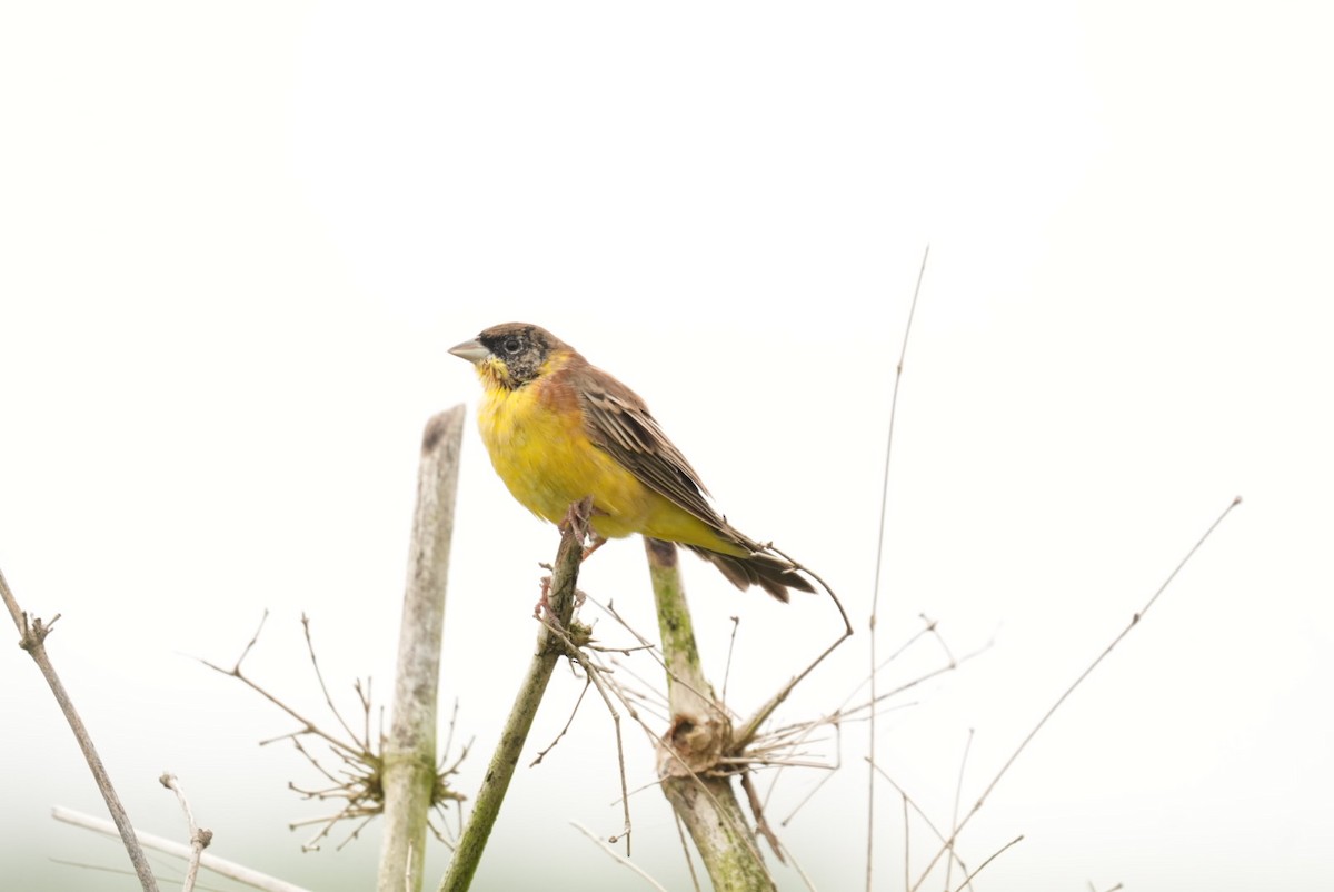 Berdantza burubeltza - ML644545604