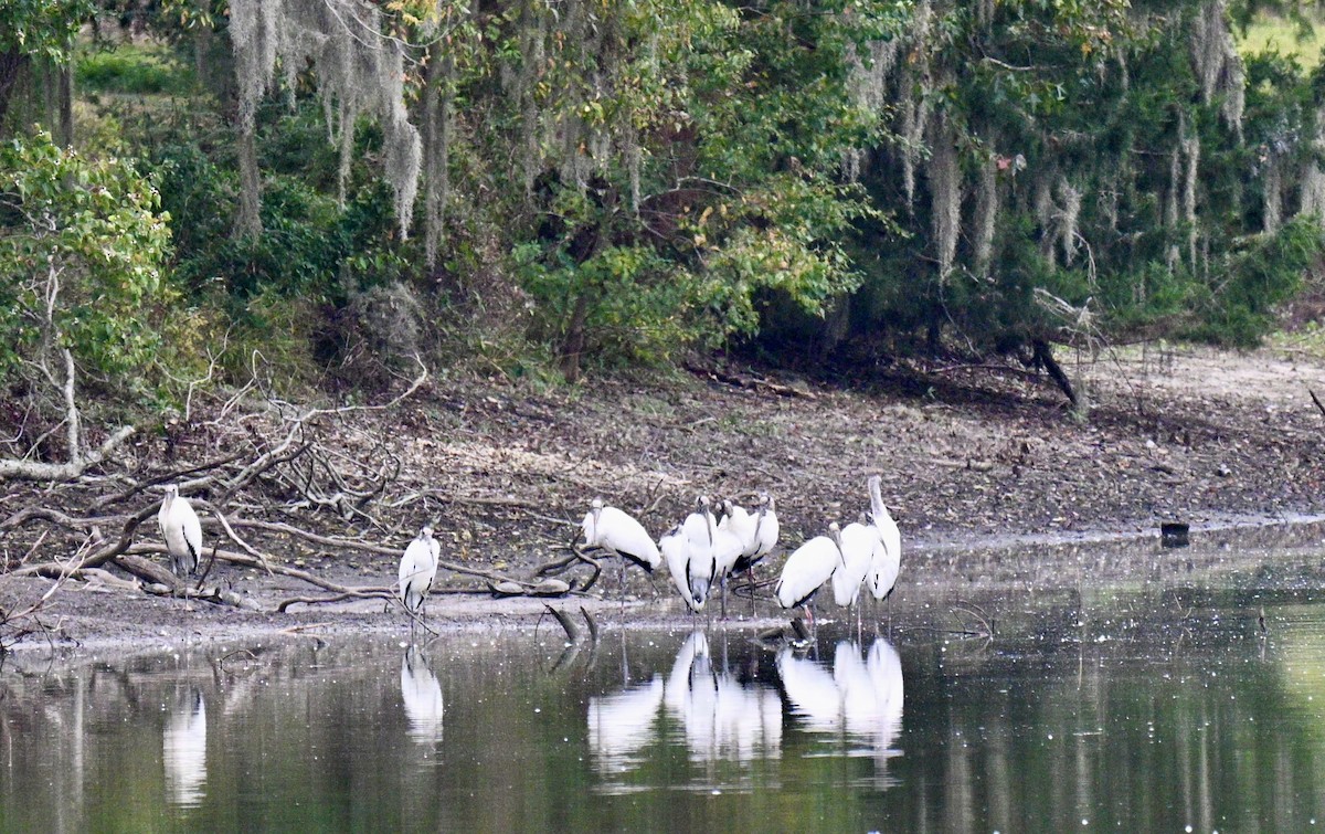 Wood Stork - ML644545606