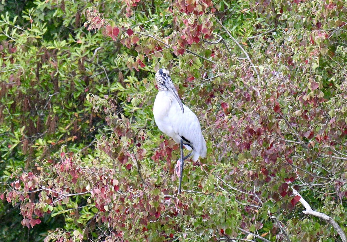 Wood Stork - ML644545607