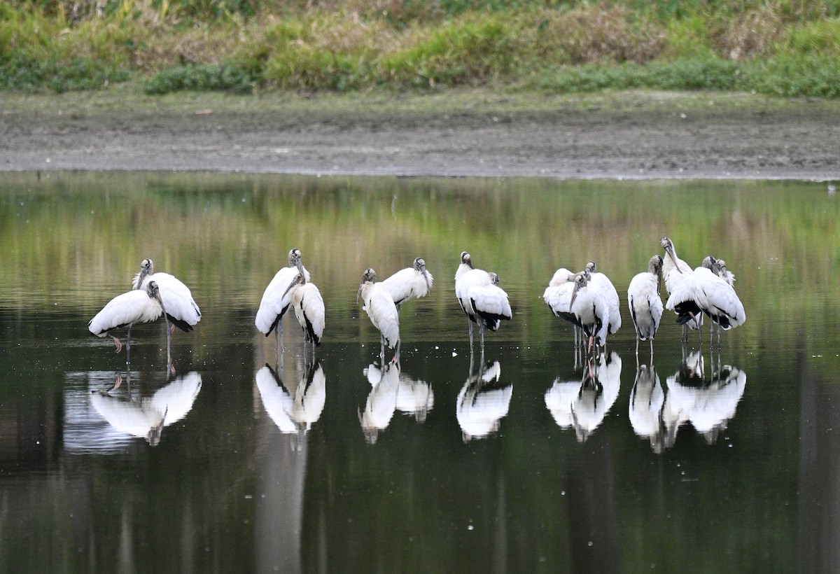 Wood Stork - ML644545609
