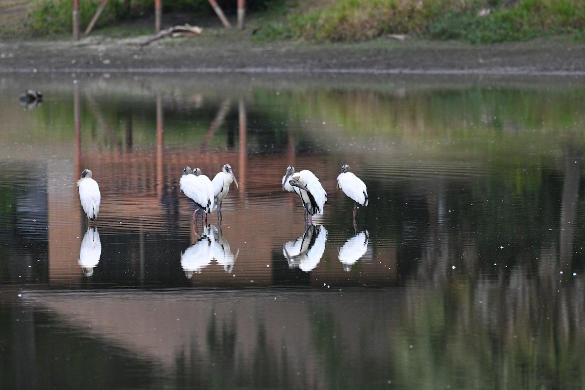 Wood Stork - ML644545610