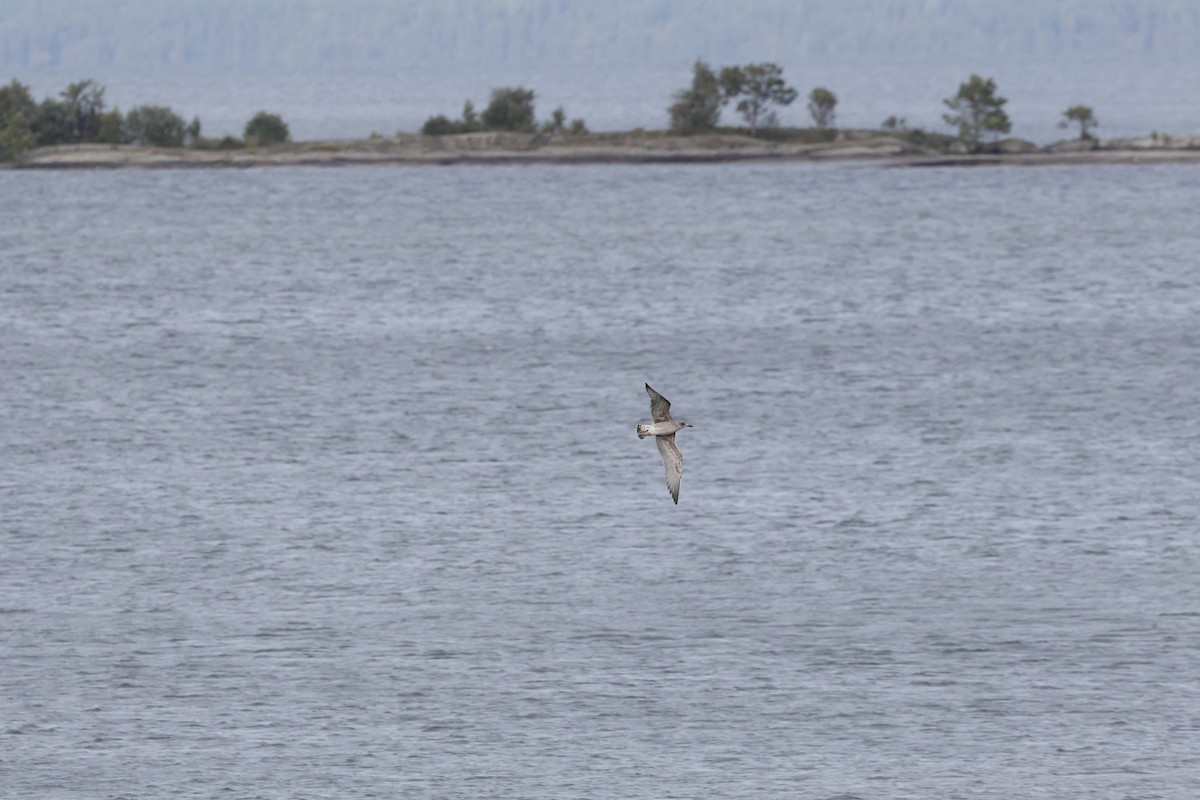 Kara Sırtlı Martı - ML644545611