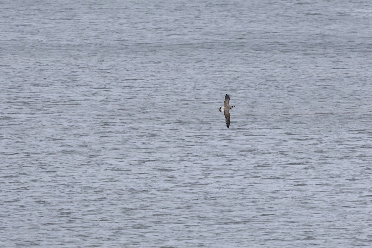 Kara Sırtlı Martı - ML644545612