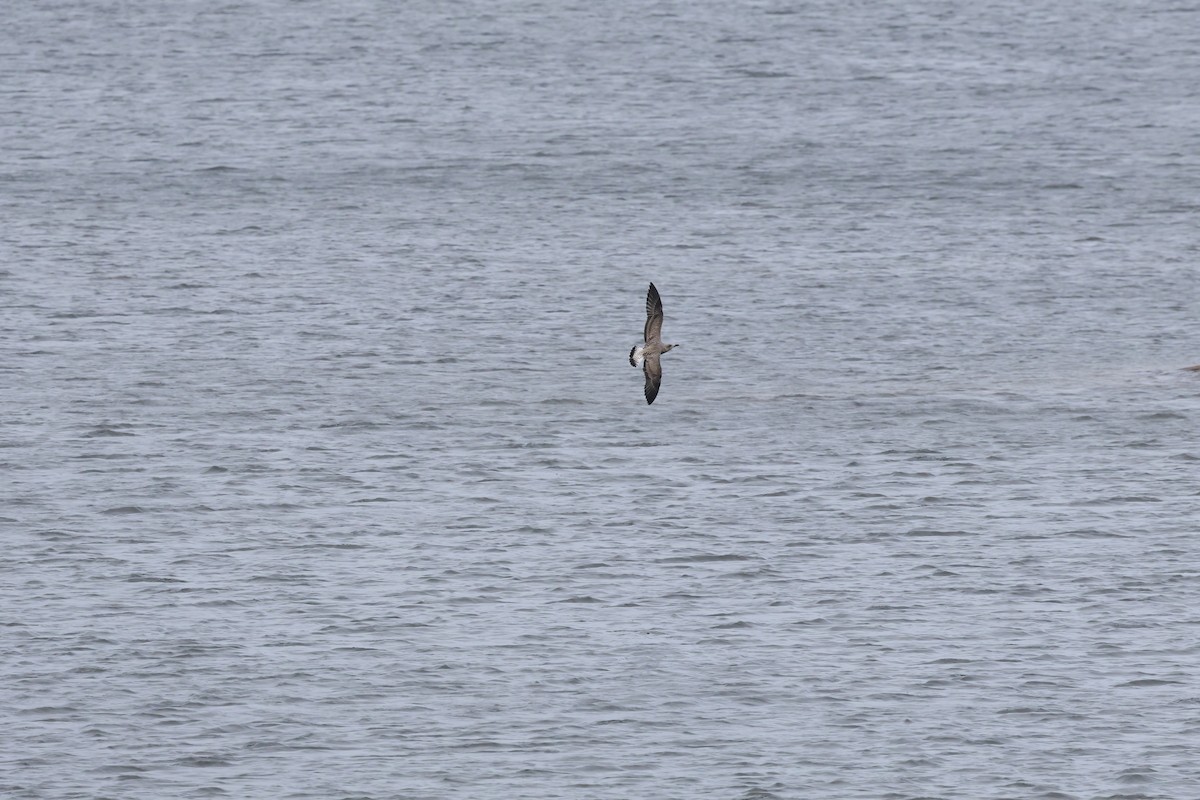 Kara Sırtlı Martı - ML644545613