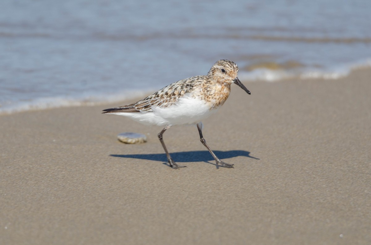 Sanderling - ML644545616