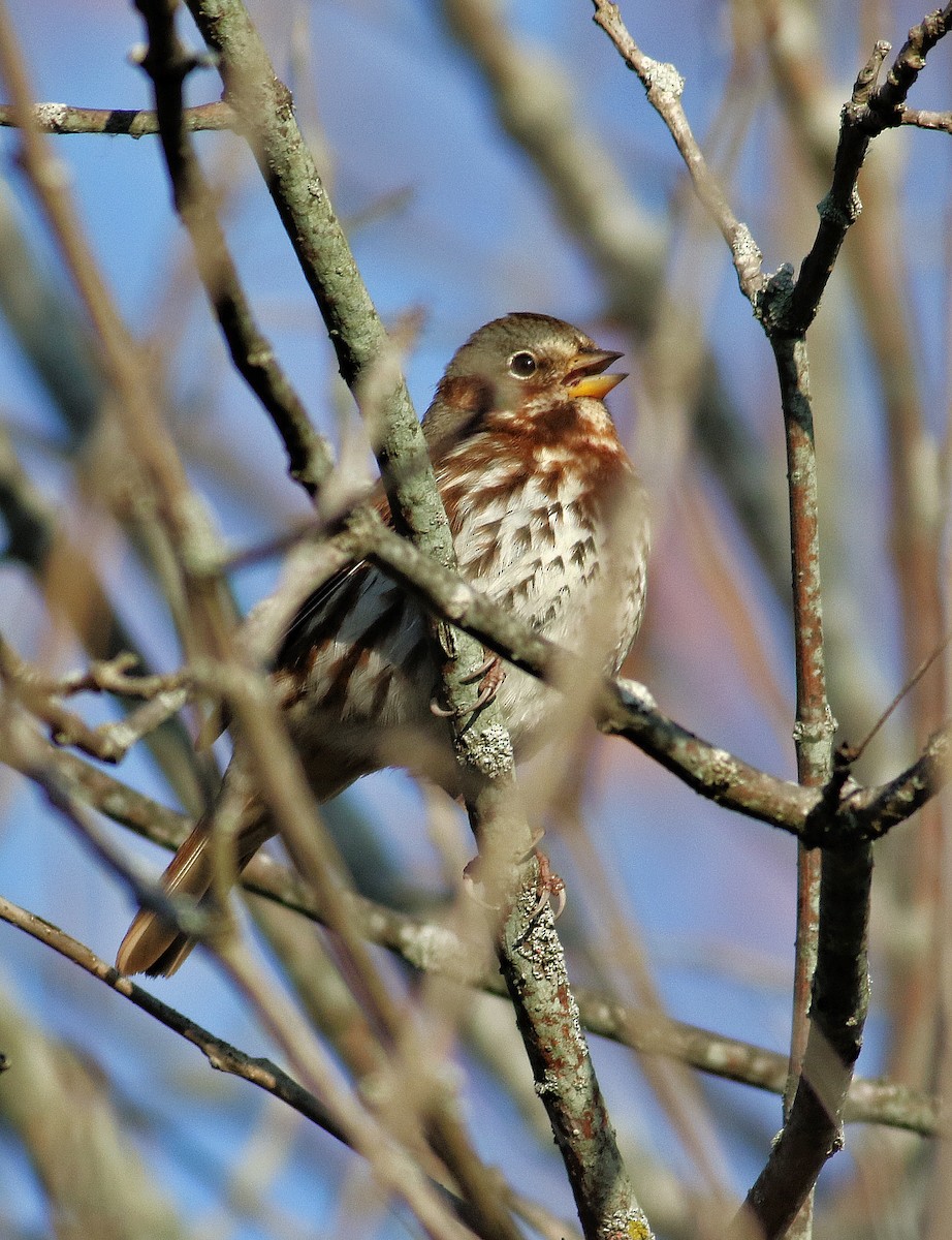 Fox Sparrow - ML644545621