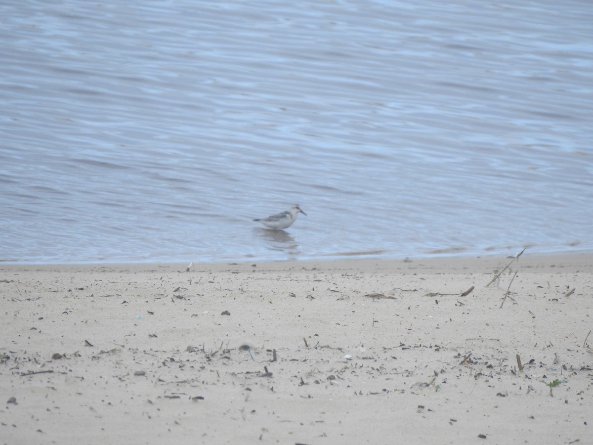 Sanderling - ML644545624