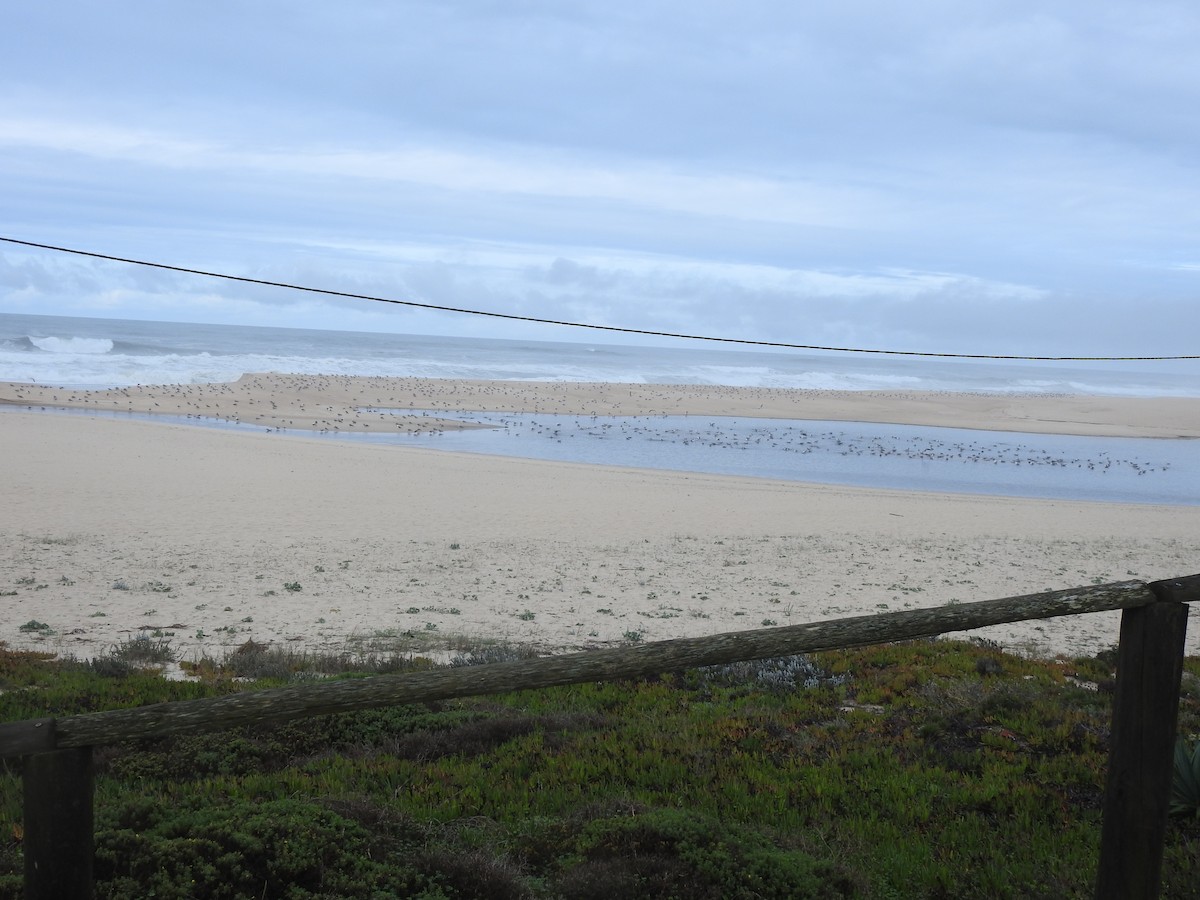 Yellow-legged/Lesser Black-backed Gull - ML644545629
