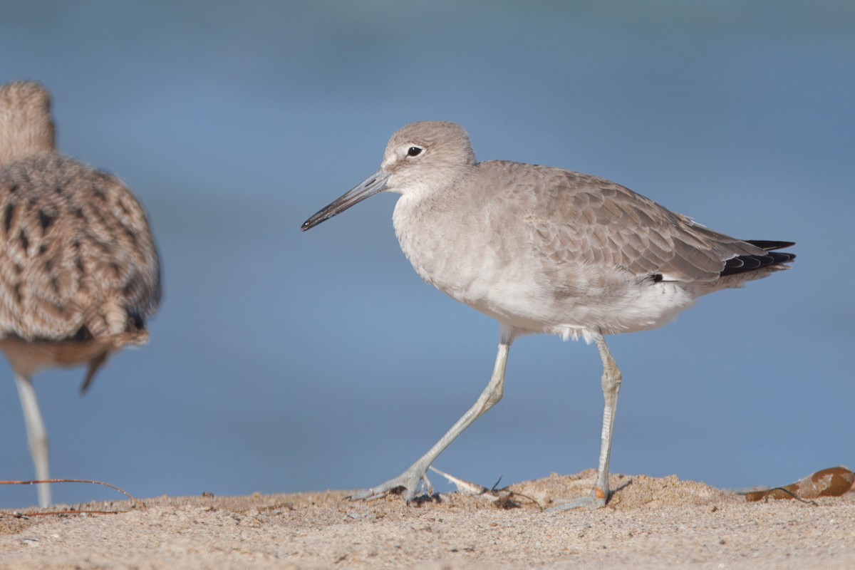 Kuliska erdipalmatua - ML644545636