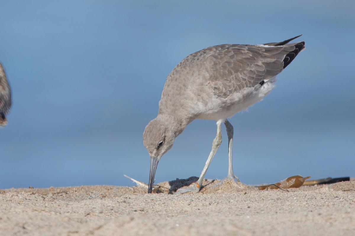 Kuliska erdipalmatua - ML644545637