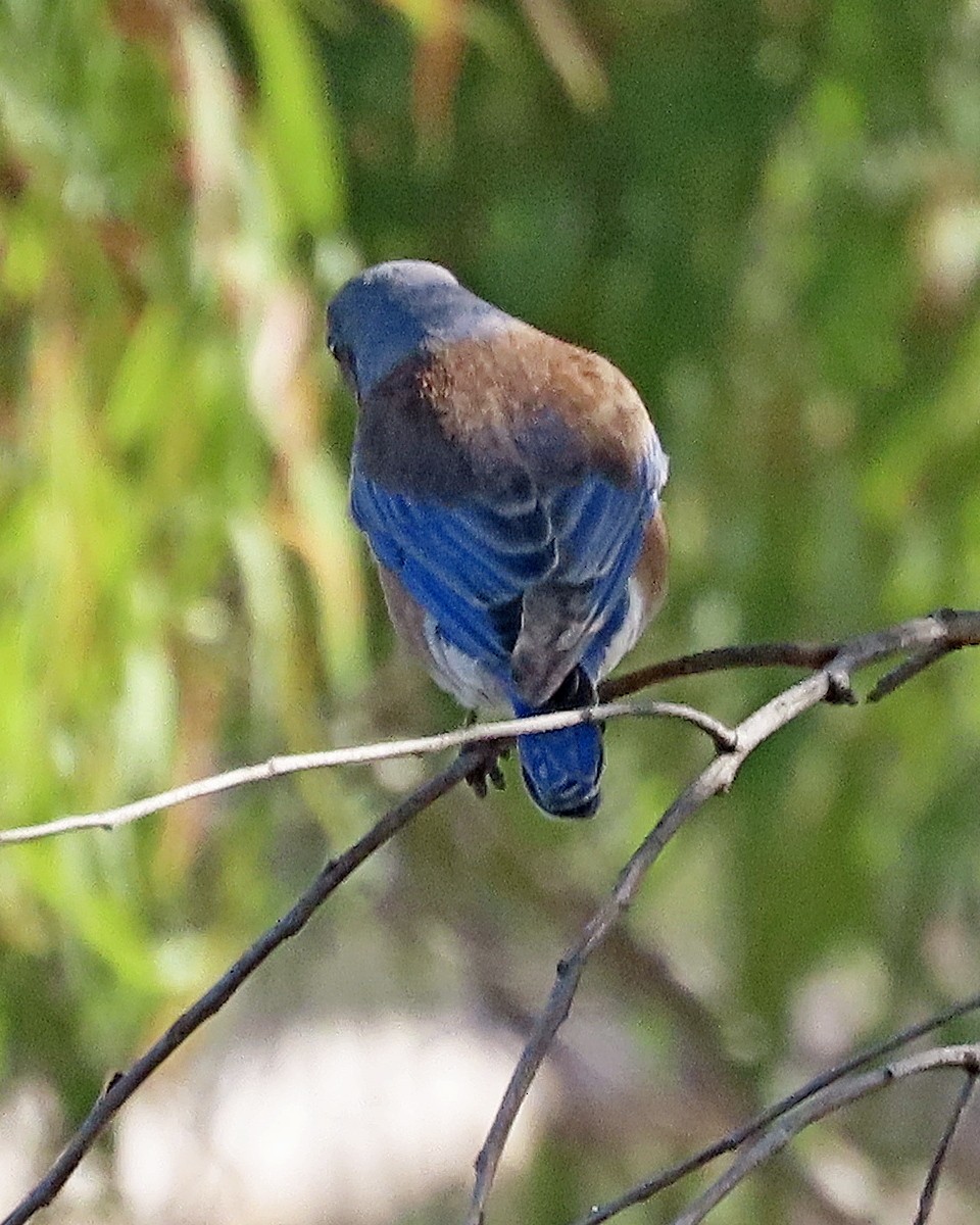 vestblåfugl - ML644545639