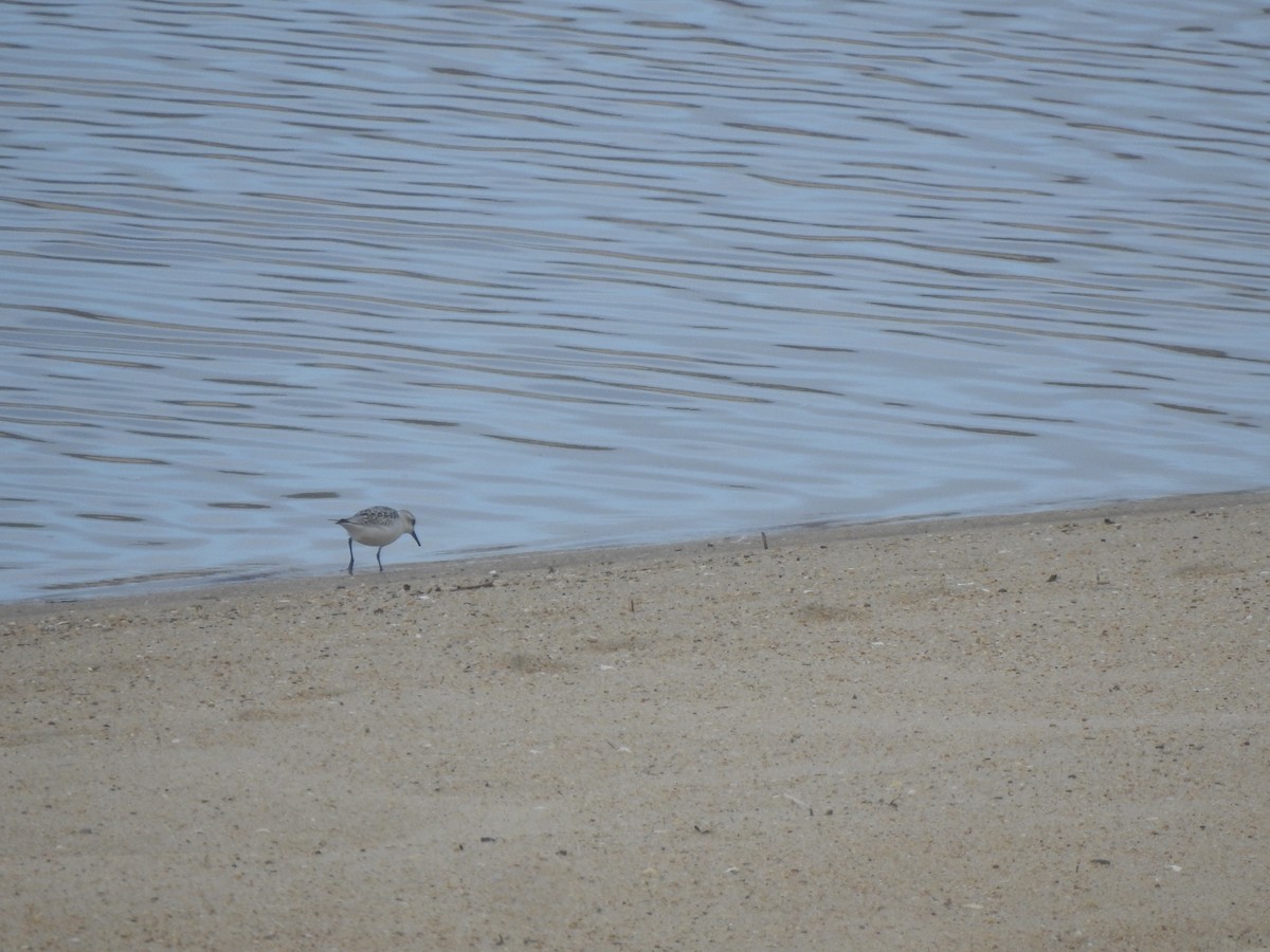 Sanderling - ML644545640