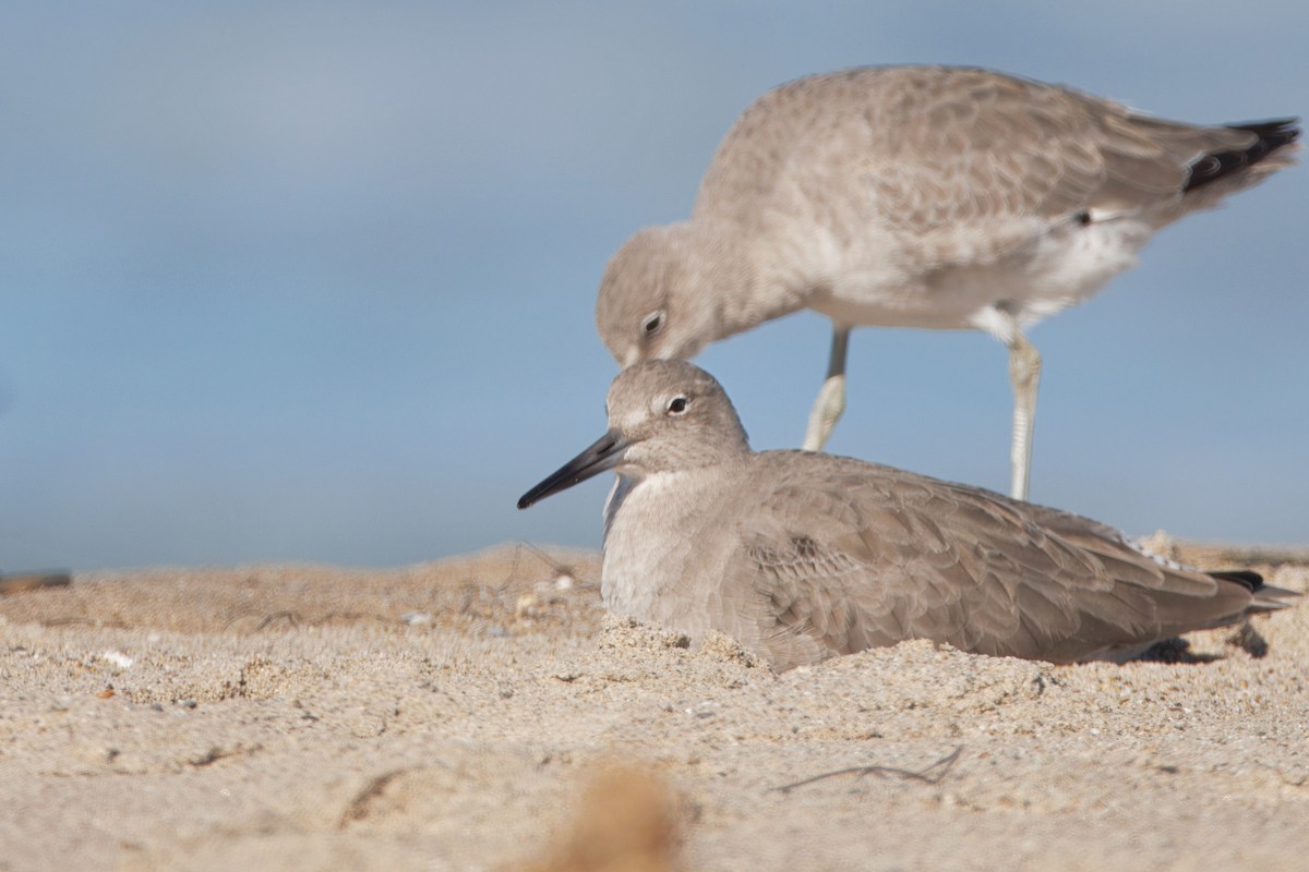 Kuliska erdipalmatua - ML644545641