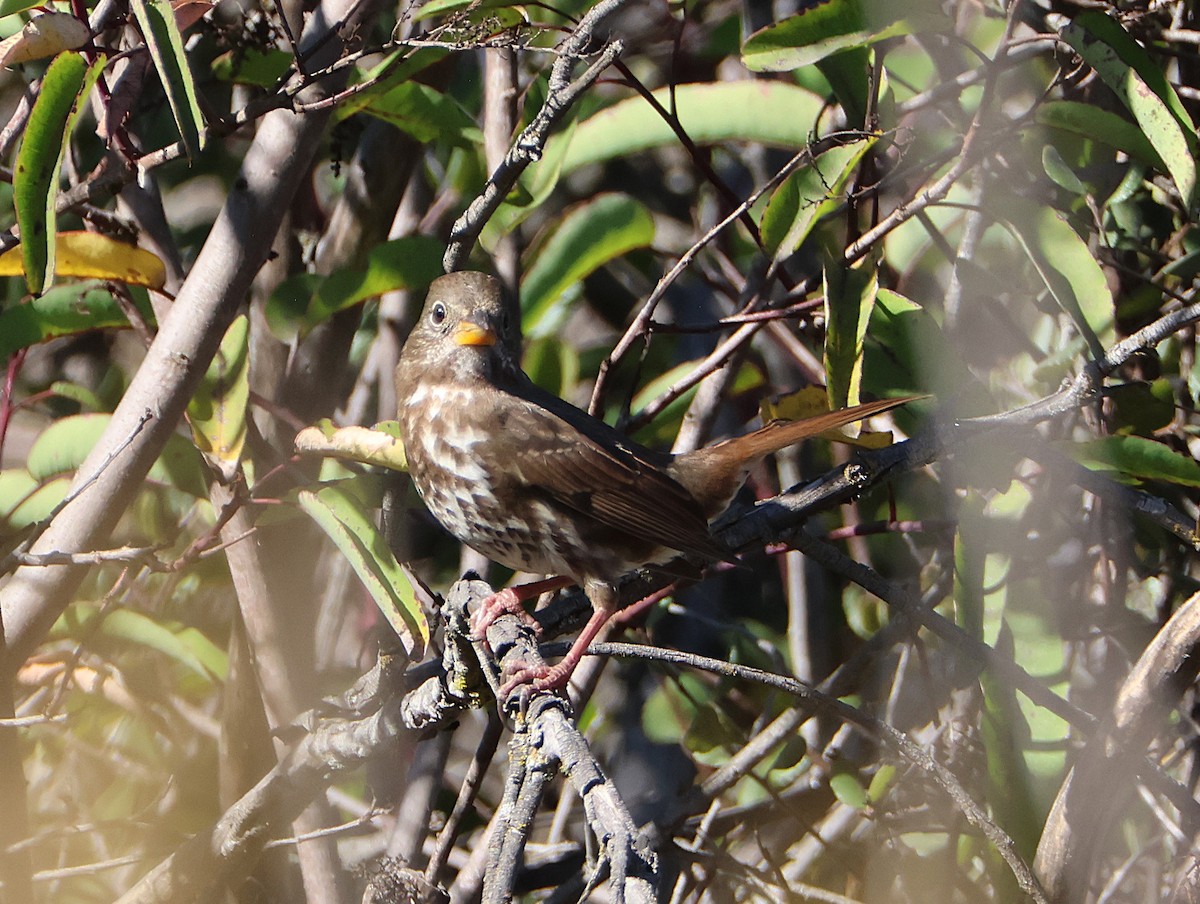 revespurv - ML644545643