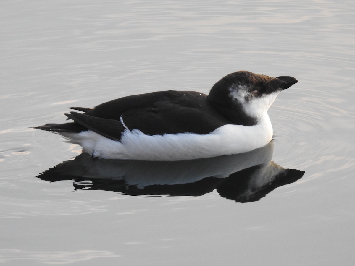 Razorbill - ML644545645